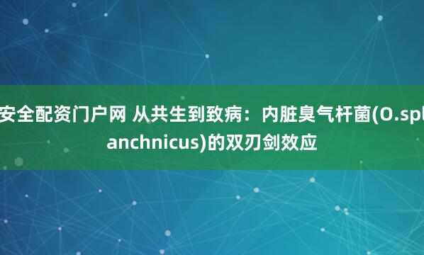 安全配资门户网 从共生到致病：内脏臭气杆菌(O.splanchnicus)的双刃剑效应